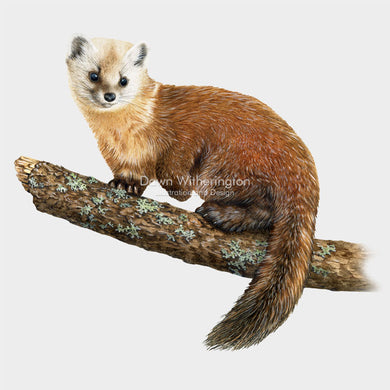 American Pine Marten