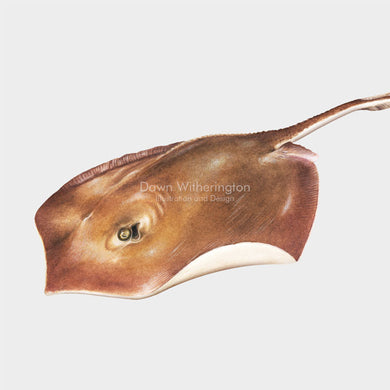 Atlantic Stingray