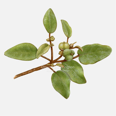 Beach Croton