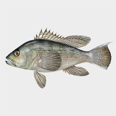 Black Sea Bass