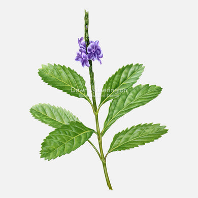 Blue Porterweed
