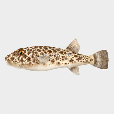 Checkered Pufferfish