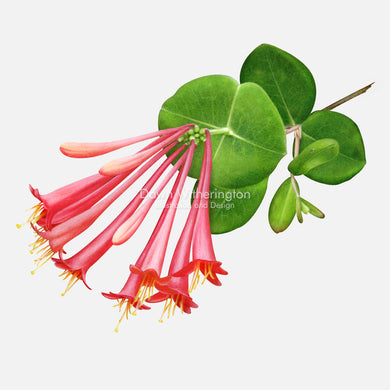 Coral Honeysuckle