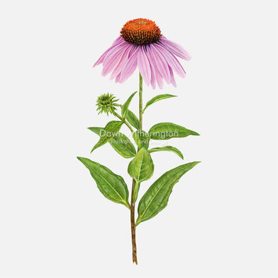 Eastern Purple Coneflower