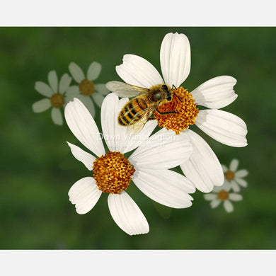 Honeybee on Spanish Needle