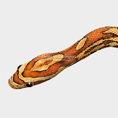 Red Cornsnake/Red Ratsnake