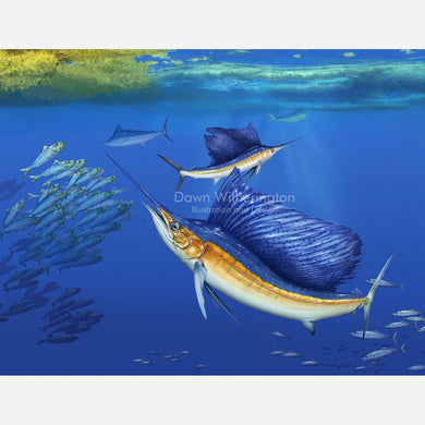 Atlantic Sailfish Chasing a Baitball of Sardines