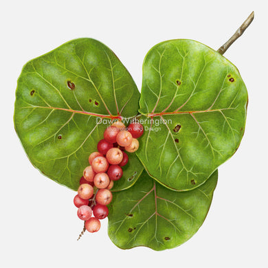 Sea Grape Leaves and Fruit