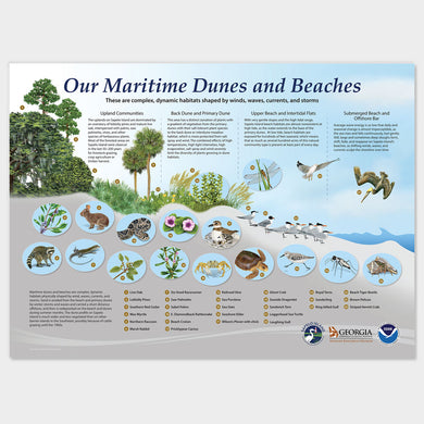 Sapelo Island Maritime Dunes and Beaches Display