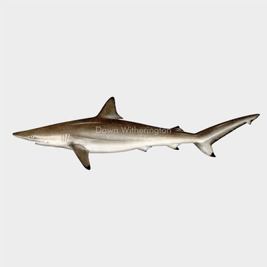 Spinner Shark