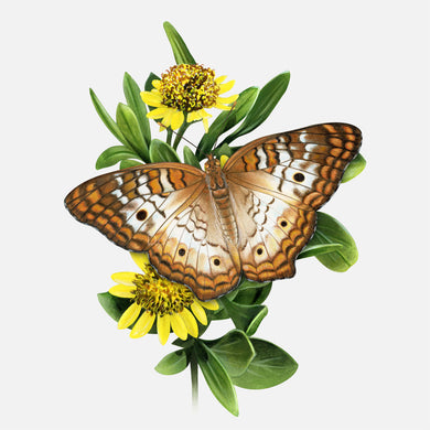 White Peacock Butterfly