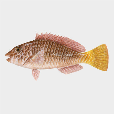 Yellowtail Parrotfish