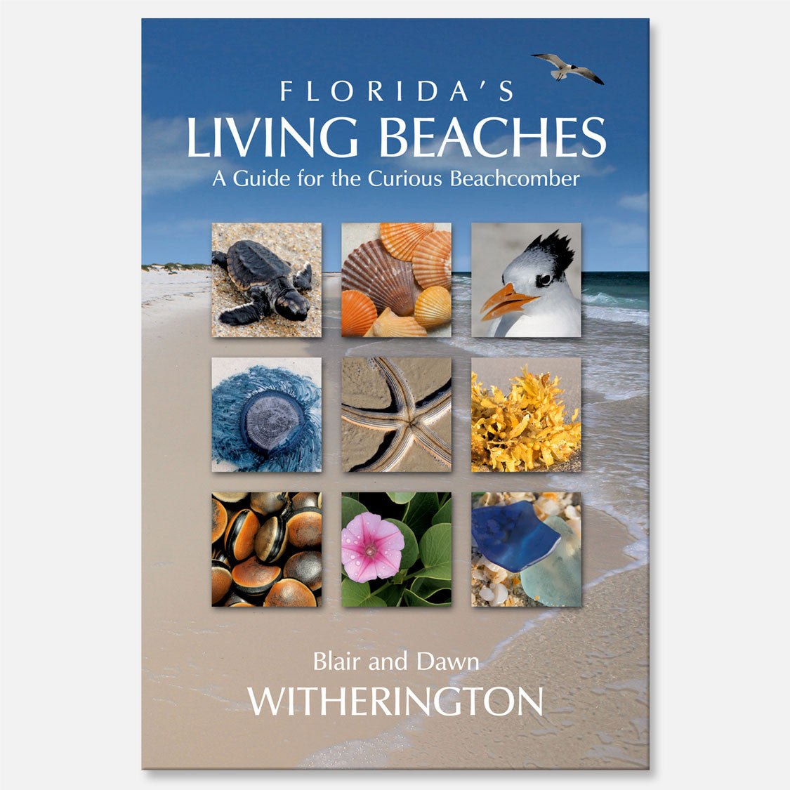 Florida's Living Beaches by Blair and Dawn Witherington