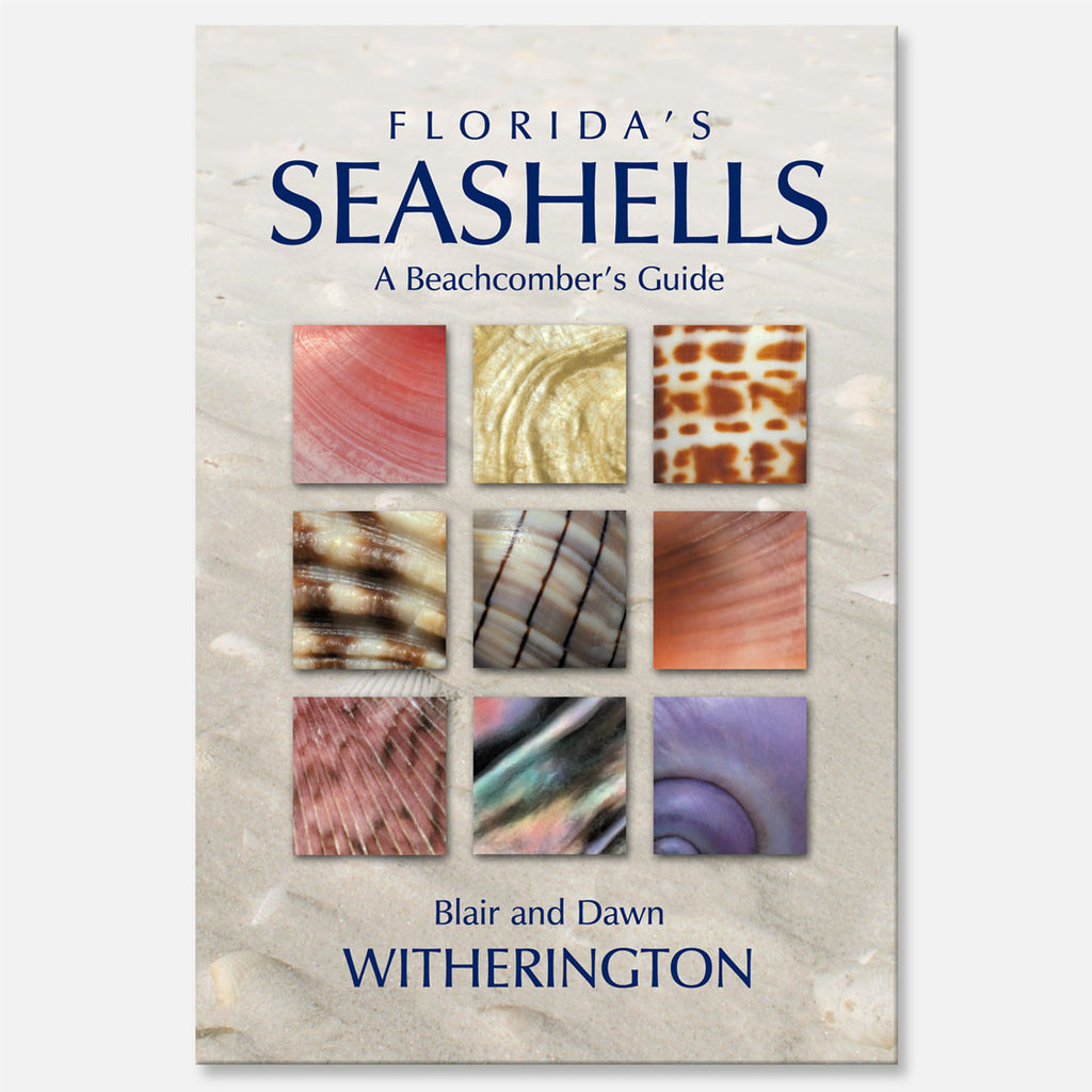 Florida's Seashells by Blair and Dawn Witherington – drawnbydawn