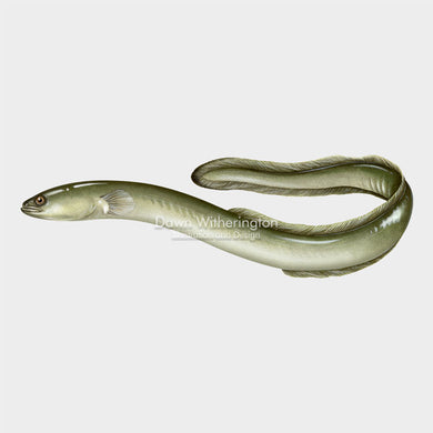 This beautiful drawing of an American eel (Anguilla rostrata, is biologically accurate in detail.