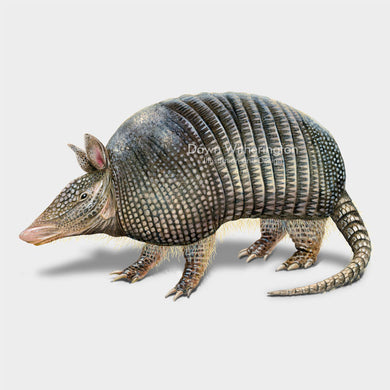 This illustration of a nine-banded armadillo, Dasypus novemcinctusa, is beautifully detailed.