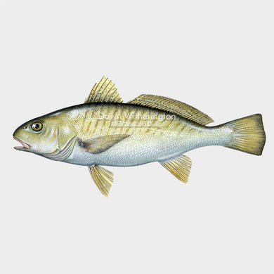This beautiful illustration of an Atlantic croaker, Micropogonias undulatus, is biologically accurate in detail.