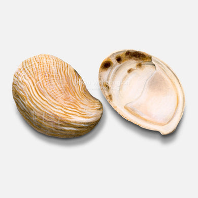 This beautiful illustration of Atlantic slippersnail shells, Crepidula fornicata, is accurate in detail.