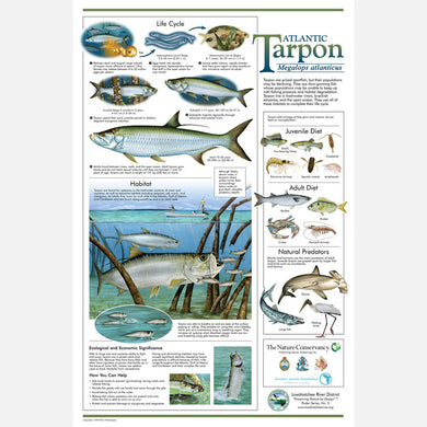 This beautiful poster provides information about the Atlantic Tarpon, Megalops atlanticus.