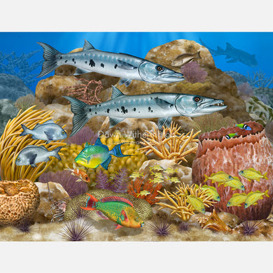 Barracuda in Coral Reef Habitat