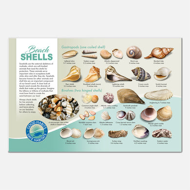 This beautiful seashells deck signage was created for The Barrier Island Center, an environmental education facility located in Brevard County, Florida.