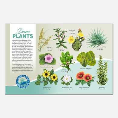 This beautiful beach plants identification deck sign was created for The Barrier Island Center, an environmental education facility located in Brevard County, Florida. 