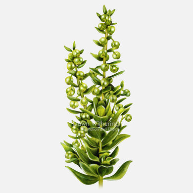 This beautiful illustration of seacoast marsh elder, Iva imbricata, is botanically accurate in detail.