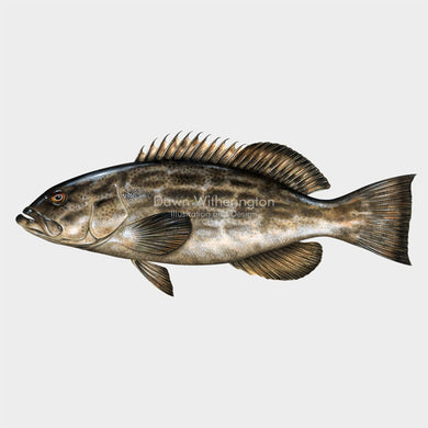 Black Grouper