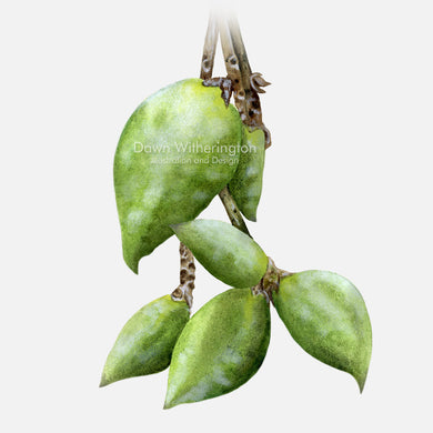 This beautiful illustration of black mangrove seeds, Avicennia germinans, is botanically accurate in detail.