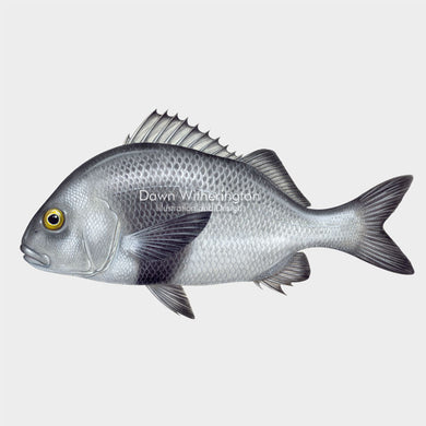 This beautiful illustration of a black margate, Anisotremus surinamensis, is biologically accurate in detail.