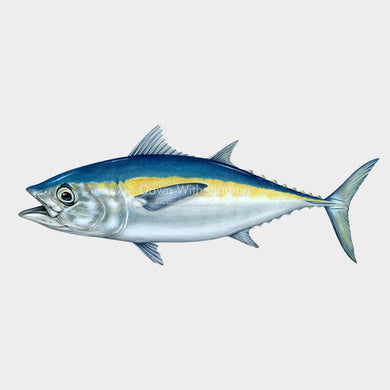 Blackfin Tuna