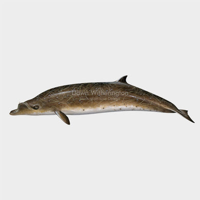 Blainville's Beaked Whale
