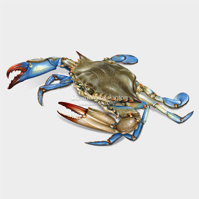 Blue Crab