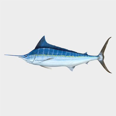 Atlantic Blue Marlin