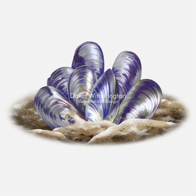 Blue Mussels