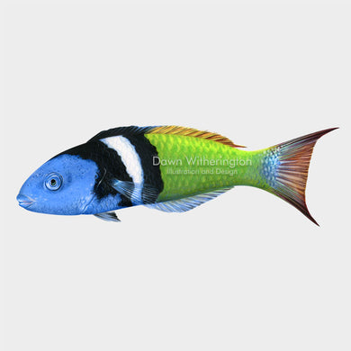 Illustration of a bluehead wrasse, Thalassoma bifasciatum.
