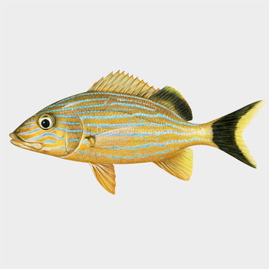 Bluestriped Grunt