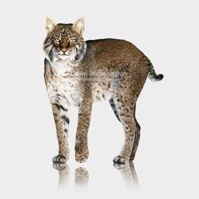 Eastern Bobcat