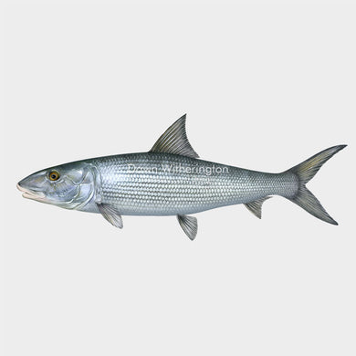 This beautiful drawing of a bonefish, Albula spp., is biologically accurate in detail.