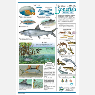 This beautiful poster provides information about Caribbean and Florida Bonefish, Albula spp. 