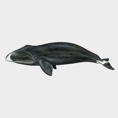 Bowhead Whale