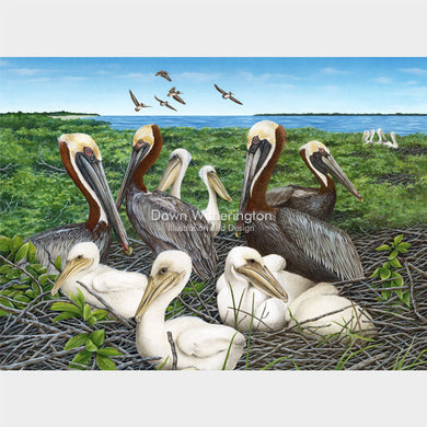 Brown Pelican Nesting Colony