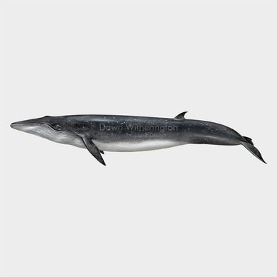 Bryde's Whale