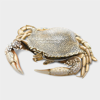 This beautiful illustration of a speckled crab, Arenaeus cribrarius, is biologically accurate in detail.