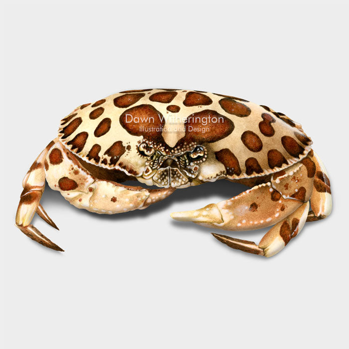 This beautiful illustration of a calico crab, Hepatus epheliticus, is biologically accurate in detail