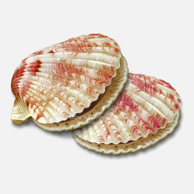 This beautiful drawing of Atlantic calico scallops, Argopecten gibbus, is accurate in detail.