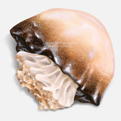 This beautiful illustration of a stranded cannonball jellyfish, Stomolophus meleagris, is biologically accurate in detail.