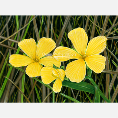 This beautiful illustration of Carter's small-flowered flax Linum carteri carteri, is botanically accurate in detail.