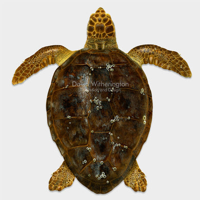 This beautiful illustration of an adult loggerhead sea turtle, Caretta caretta, is biologically accurate in detail. 