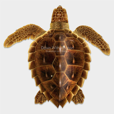 This beautiful illustration of a juvenile loggerhead sea turtle, Caretta caretta, is biologically accurate in detail. 